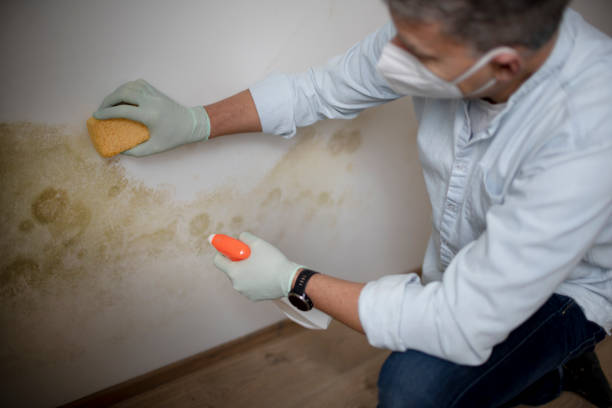 Best Crawl Space Mold Removal  in Pine Manor, FL